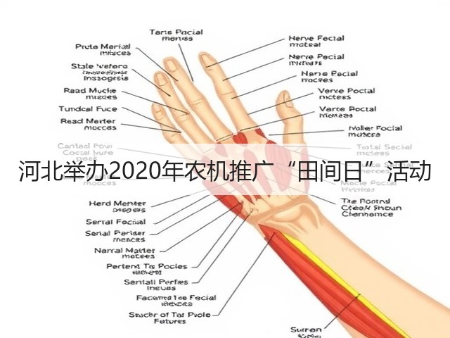 河北举办2020年农机推广“田间日”活动(图1) 河北举办2020年农机推广“田间日”活动(图1)