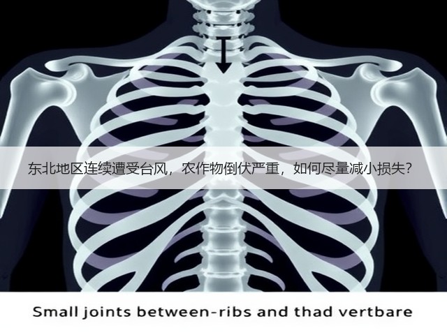 东北地区连续遭受台风,农作物倒伏严重,如何尽量减小损失?(图1) 东北地区连续遭受台风,农作物倒伏严重,如何尽量减小损失?(图1)